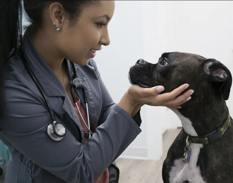 Vet Today Essentials for Pet Health Vet Today Essentials for Pet Health